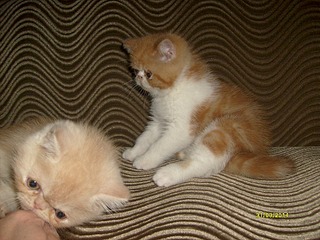 click for enlarge 1024 X 768 271.2 Kb picture