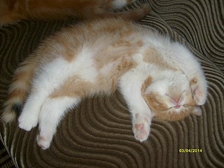 click for enlarge 1024 X 768 251.3 Kb picture