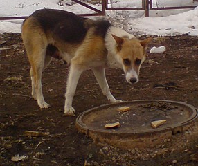 click for enlarge 753 X 631 115.1 Kb picture