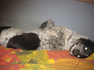 click for enlarge 1920 X 1440 553.3 Kb picture