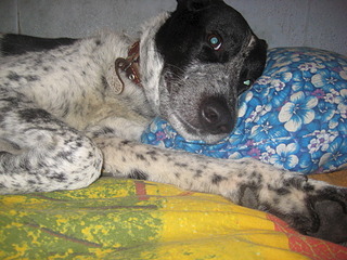 click for enlarge 1920 X 1440 843.6 Kb picture