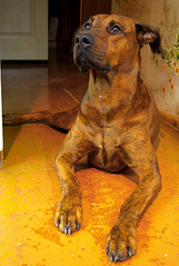 click for enlarge 1205 X 1795 211.5 Kb picture