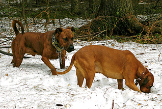 click for enlarge 1795 X 1205 376.9 Kb picture