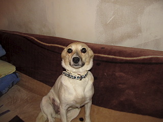 click for enlarge 1600 X 1200 395.4 Kb picture