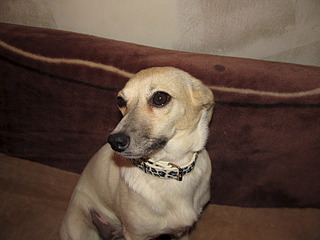 click for enlarge 1600 X 1200 470.4 Kb picture