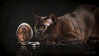 click for enlarge 800 X 450 76.6 Kb picture
