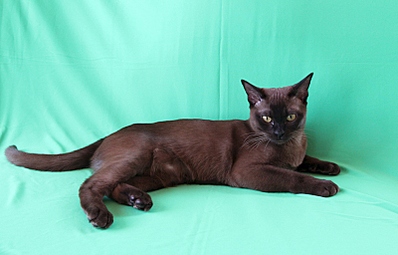 click for enlarge 800 X 511 152.8 Kb picture