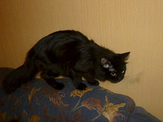 click for enlarge 640 X 480  36.5 Kb picture