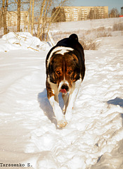 click for enlarge 1920 X 2627 854.2 Kb picture