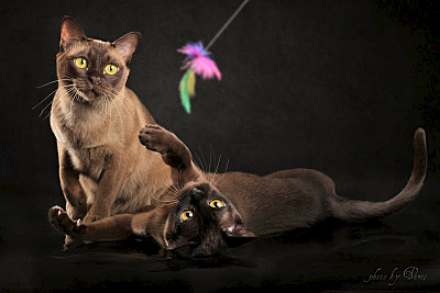 click for enlarge 800 X 534 64.0 Kb picture