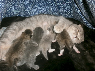 click for enlarge 1920 X 1440 674.1 Kb picture