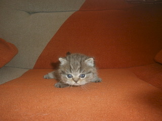 click for enlarge 1920 X 1440 470.8 Kb picture