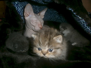 click for enlarge 1920 X 1440 450.4 Kb picture