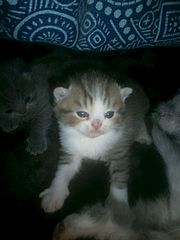 click for enlarge 1920 X 2560 385.8 Kb picture