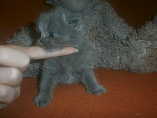 click for enlarge 1920 X 1440 454.0 Kb picture