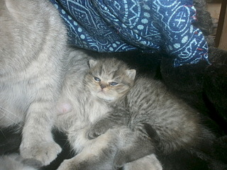 click for enlarge 1920 X 1440 705.5 Kb picture