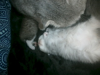 click for enlarge 1920 X 1440 563.2 Kb picture