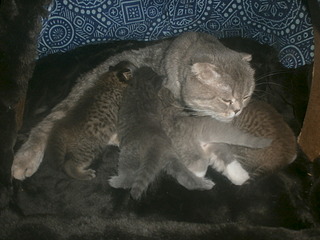 click for enlarge 1920 X 1440 495.7 Kb picture