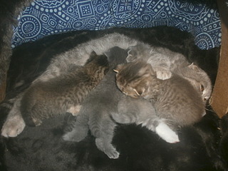 click for enlarge 1920 X 1440 536.8 Kb picture