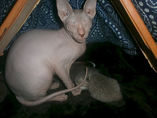 click for enlarge 1920 X 1440 511.7 Kb picture