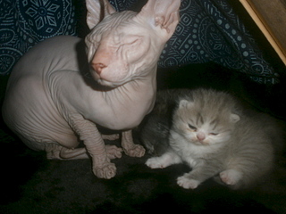 click for enlarge 1920 X 1440 868.0 Kb picture