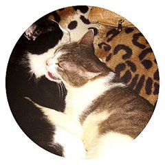 click for enlarge 604 X 604 63.5 Kb picture