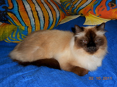 click for enlarge 1920 X 1440 931.8 Kb picture