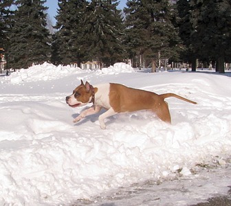 click for enlarge 1920 X 1712 666.2 Kb picture