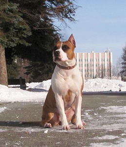 click for enlarge 1430 X 1656 672.3 Kb picture