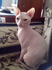 click for enlarge 768 X 1024 140.1 Kb picture