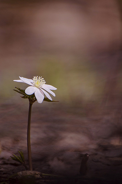 click for enlarge 598 X 900 120.5 Kb picture