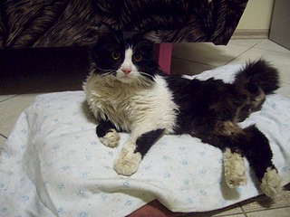 click for enlarge 1920 X 1440 522.2 Kb picture