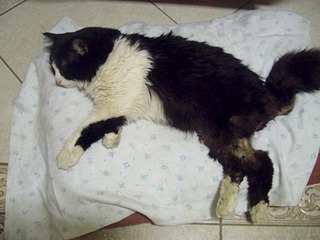 click for enlarge 1920 X 1440 461.6 Kb picture