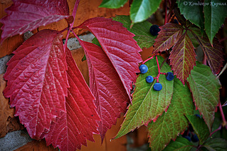 click for enlarge 1000 X 664 314.0 Kb picture