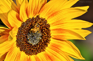 click for enlarge 1000 X 664 309.2 Kb picture