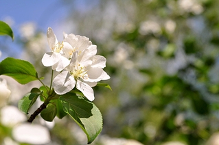 click for enlarge 1072 X 712 402.6 Kb picture