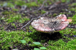 click for enlarge 1072 X 712 624.8 Kb picture