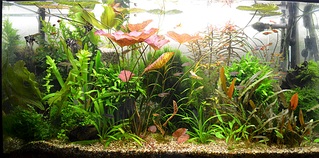 click for enlarge 1194 X 592 429.4 Kb picture