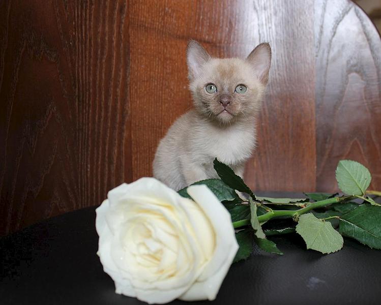 click for enlarge 1065 X 853 97.2 Kb picture
