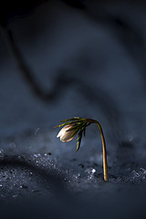 click for enlarge 533 X 799 104.1 Kb picture