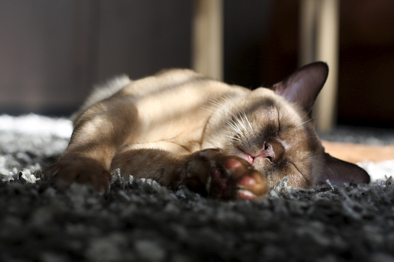 click for enlarge 1050 X 700 401.0 Kb picture