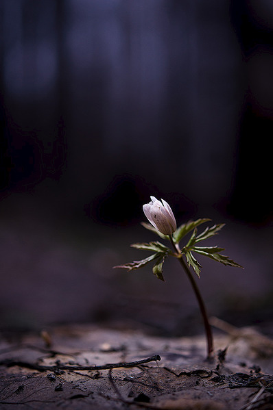 click for enlarge 598 X 900 109.2 Kb picture