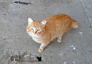 click for enlarge 807 X 566 99.5 Kb picture