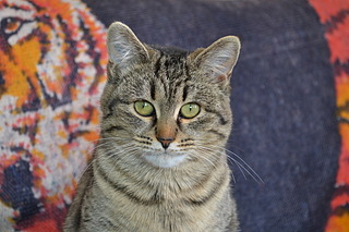 click for enlarge 1920 X 1280 559.8 Kb picture