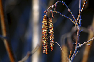 click for enlarge 1200 X 798 241.7 Kb picture