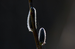 click for enlarge 1200 X 798 147.6 Kb picture