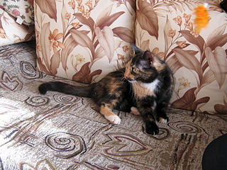 click for enlarge 1920 X 1440 967.0 Kb picture