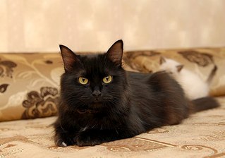 click for enlarge 604 X 424 37.5 Kb picture