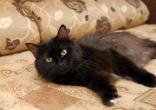 click for enlarge 604 X 424  52.3 Kb picture