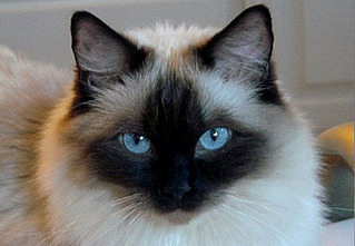 click for enlarge 500 X 346 32.6 Kb picture